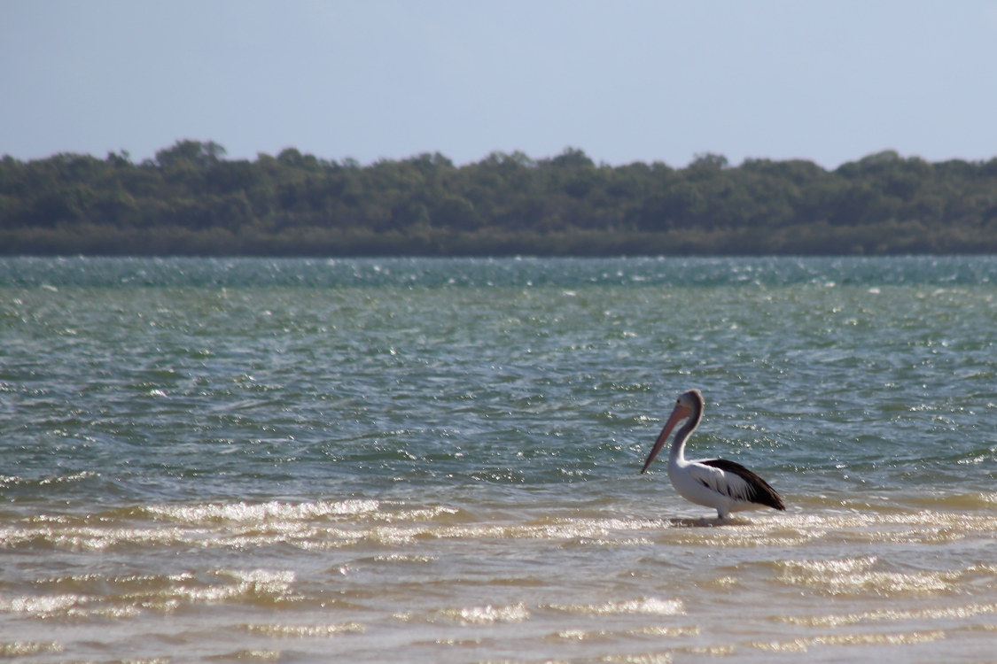 Inskip Point, en face de Fraser Island.
Ici, la nature sauvage va nous offrir plusieurs rencontres. On commence avec les pÃ©licans.