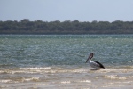 Inskip Point, en face de Fraser Island.
Ici, la nature sauvage va nous offrir plusieurs rencontres. On commence avec les pélicans.