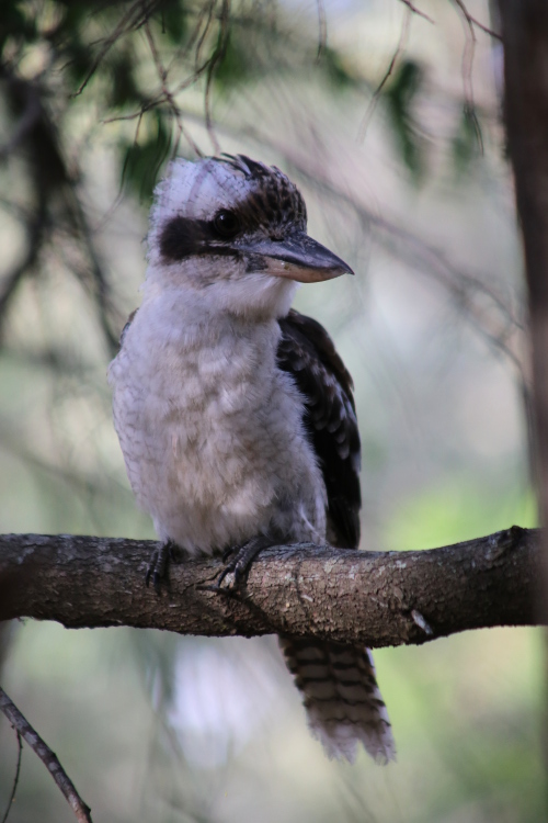 Inskip Point.
DÃ©couverte du Kookaburra, un martin-chasseur d'Australie.