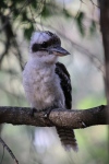Inskip Point.
Découverte du Kookaburra, un martin-chasseur d'Australie.