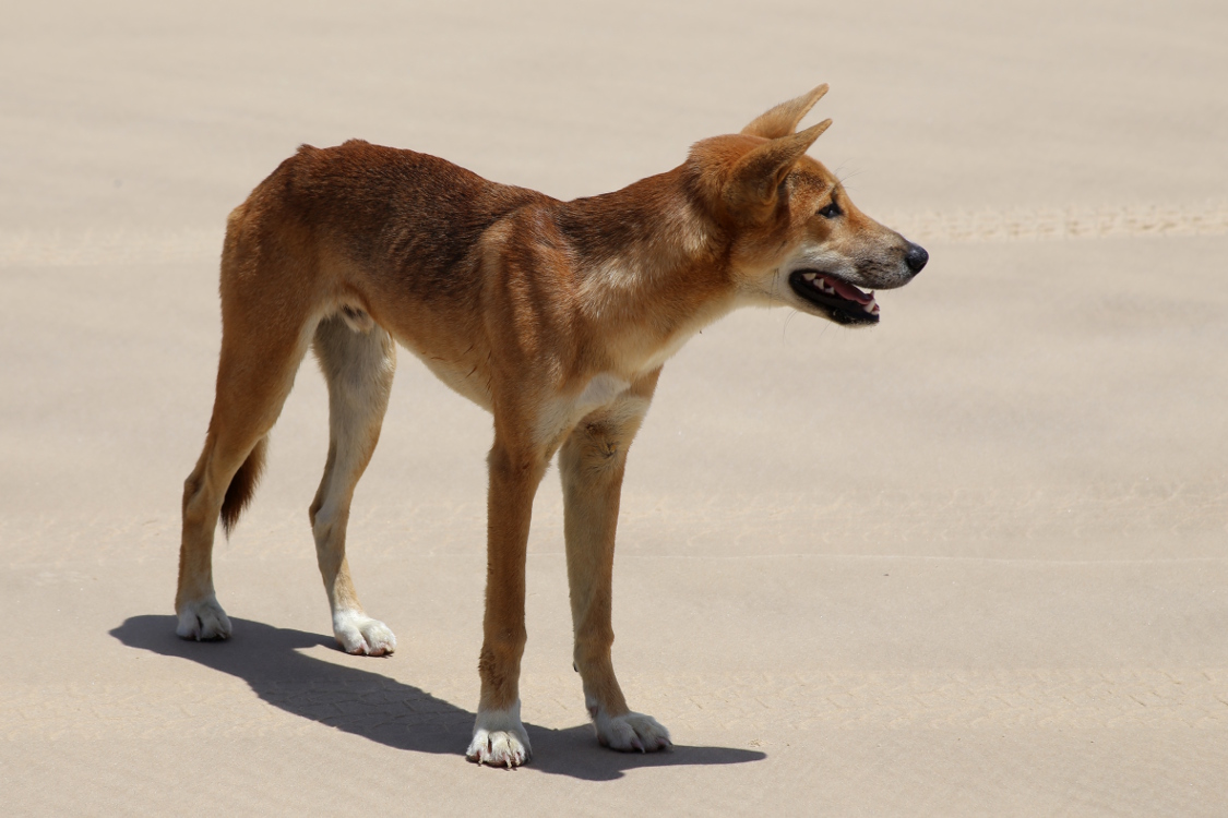 Fraser Island.
L'Ã®le abrite des dingos, un chien sauvage particuliÃ¨rement agressif dont il faut se mÃ©fier. Heureusement, on en a croisÃ© que lorsque nous Ã©tions Ã  bord du 4x4 ...