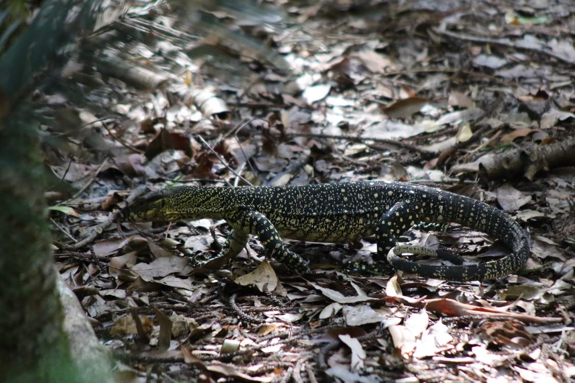 Fraser Island.
RÃ©veil avec un compagnon impressionnant mais apparemment bien paisible.