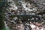 Fraser Island.
Réveil avec un compagnon impressionnant mais apparemment bien paisible.