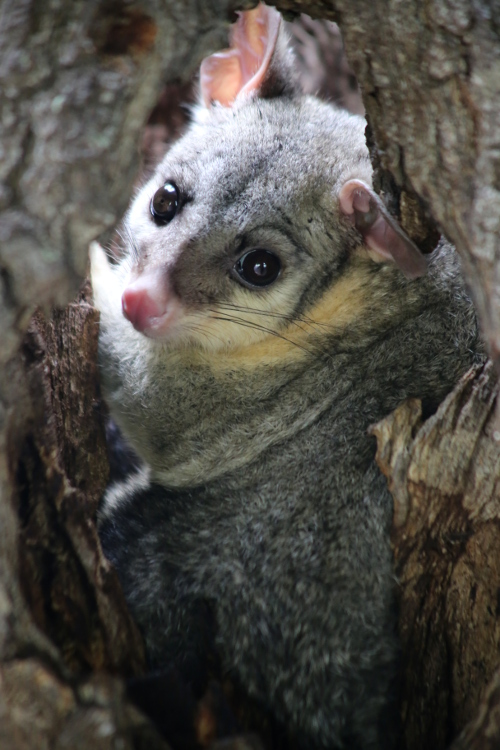 Canungra.
Petit opossum d'Australie, ou phalanger. On n'est pas trÃ¨s sÃ»r du nom (les locaux nous ont dit que c'Ã©tait un 