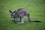Durras.
Première rencontre avec les kangourous, et c'est vraiment génial de les voir évoluer, sauter !
On a trouvé des campings en lisière de forêts, et les kangourous viennent brouter l'herbe au milieu du camping, et se laissent approcher assez facilement.