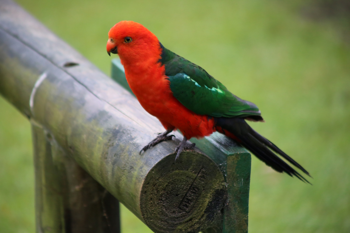 Durras.
Le camping de Durras Ã©tait un vÃ©ritable zoo, avec ses kangourous et de magnifiques oiseaux !