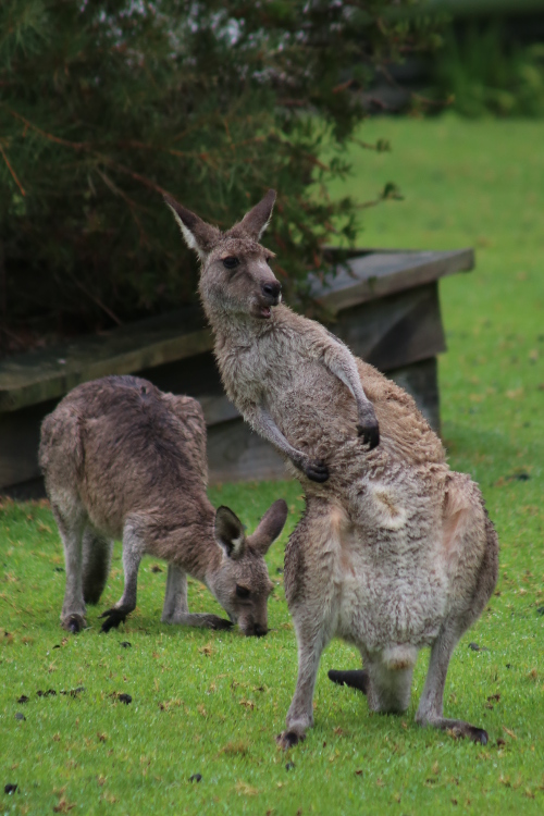 Durras.
SacrÃ© dÃ©hanchÃ© !