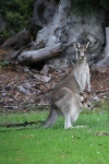 Eden.
Autre camping, autres kangourous !
C'est vraiment trop mignon avec le petit dans la poche ...