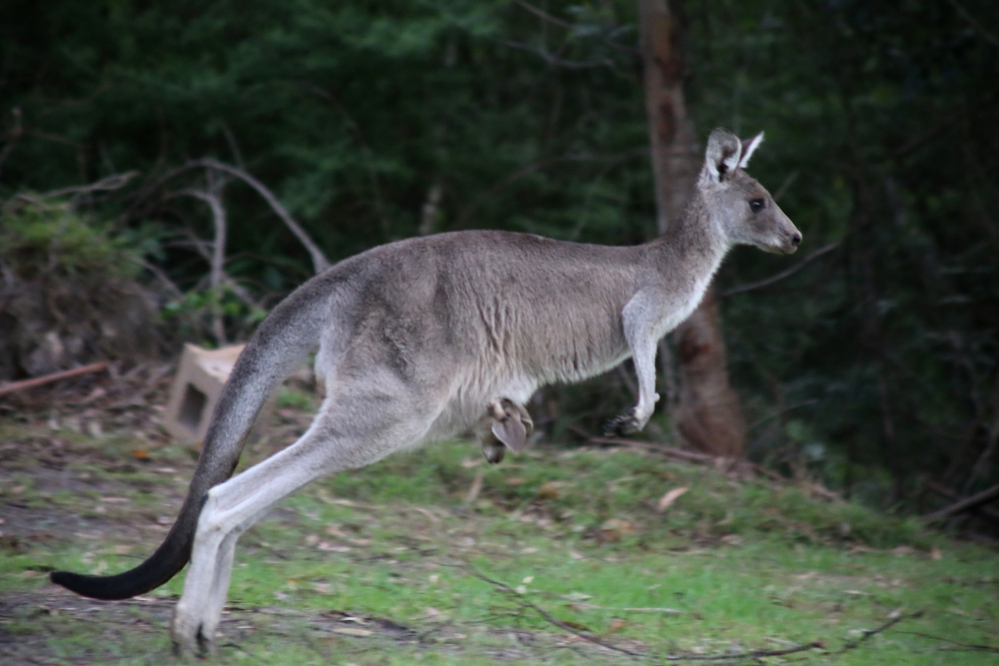 Eden.
Et mÃªme avec le petit dans la poche, cela ne les empÃªche pas de se dÃ©placer en sautant !