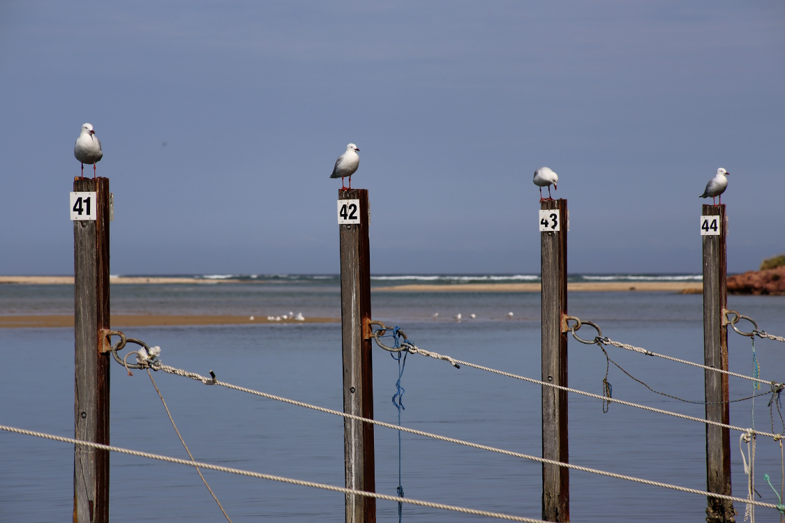 Mallacoota.
EntraÃ®nement pour l'Ã©preuve des poteaux de Koh Lanta !
