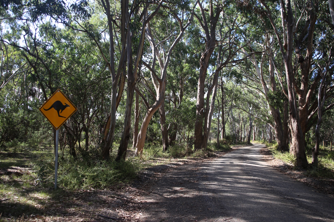Raymond Island.
Cette petite Ã®le est toujours reliÃ©e par un ferry depuis 1889 (100m Ã  traverser).
Elle abrite une importante colonie de koalas, des kangourous et Ã©galement de magnifiques oiseaux ...
C'est parti pour la recherche des koalas dans les eucalyptus !