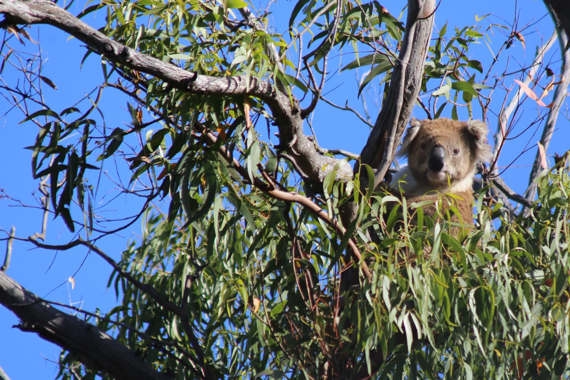 Raymond island.
Notre premier koala !
On a mÃªme rÃ©ussi Ã  voir ses yeux. Car le koala dort environ 20 heures par jour !!! (plus que le paresseux ...)