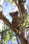 Raymond island.
Au total, on aura débusqué 3 koalas. C'était génial de voir ces petits nounours !