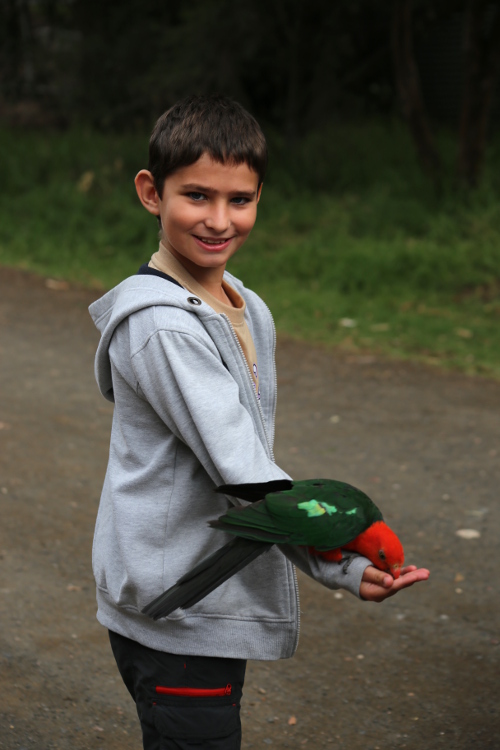 Great Ocean Road.
Kennett river.
Petit village en bord de mer, avec une forÃªt d'eucalyptus (en fait, ils n'y a pratiquement que des forÃªts d'eucalyptus en Australie...), oÃ¹ l'on peut voir trÃ¨s facilement des koalas et des perroquets qui attendent patiemment les touristes avec leurs graines ...