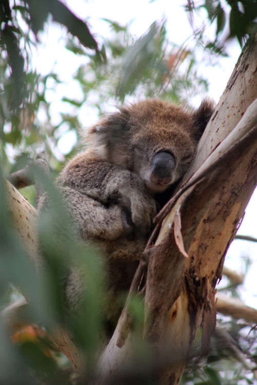 Great Ocean Road.
Kennett river.
L'activitÃ© prÃ©fÃ©rÃ©e du koala ...
Mais le fait que les koalas dorment beaucoup est dÃ» Ã  leur nourriture trÃ¨s pauvre d'un point de vue Ã©nergÃ©tique.