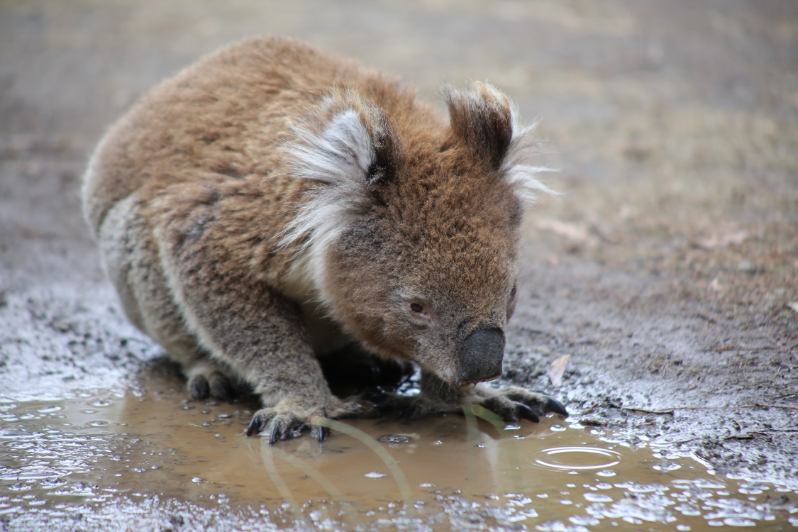 Great Ocean Road.
Kennett river.
On a eu la chance de voir un koala en pleine activitÃ© ...