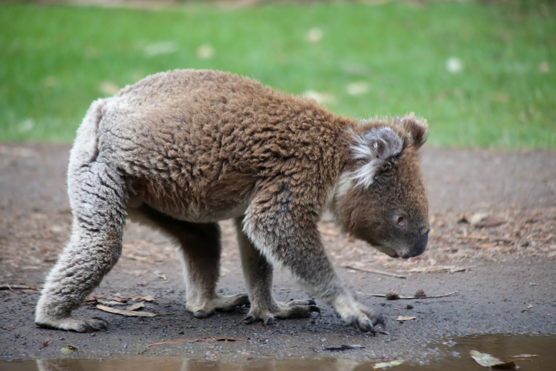Great Ocean Road.
Kennett river.
Et il faut bien avouer qu'un koala n'est pas fait pour le plancher des vaches ! Sa dÃ©marche n'est pas trÃ¨s gracieuse ...