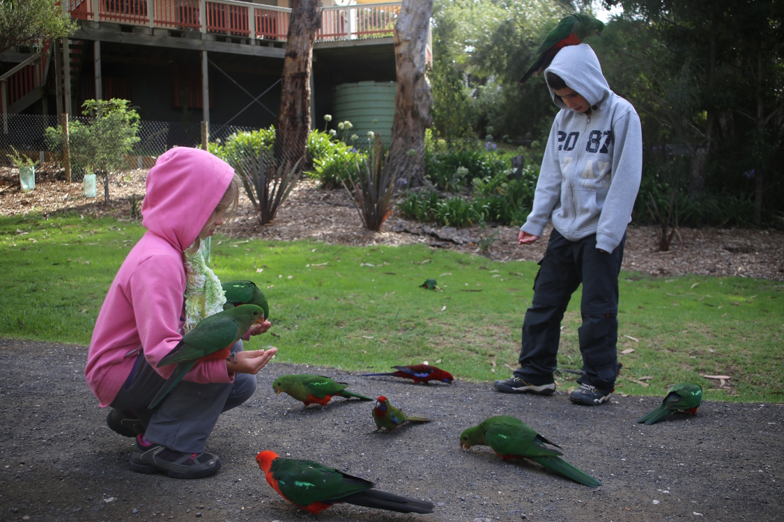Great Ocean Road.
Kennett river.