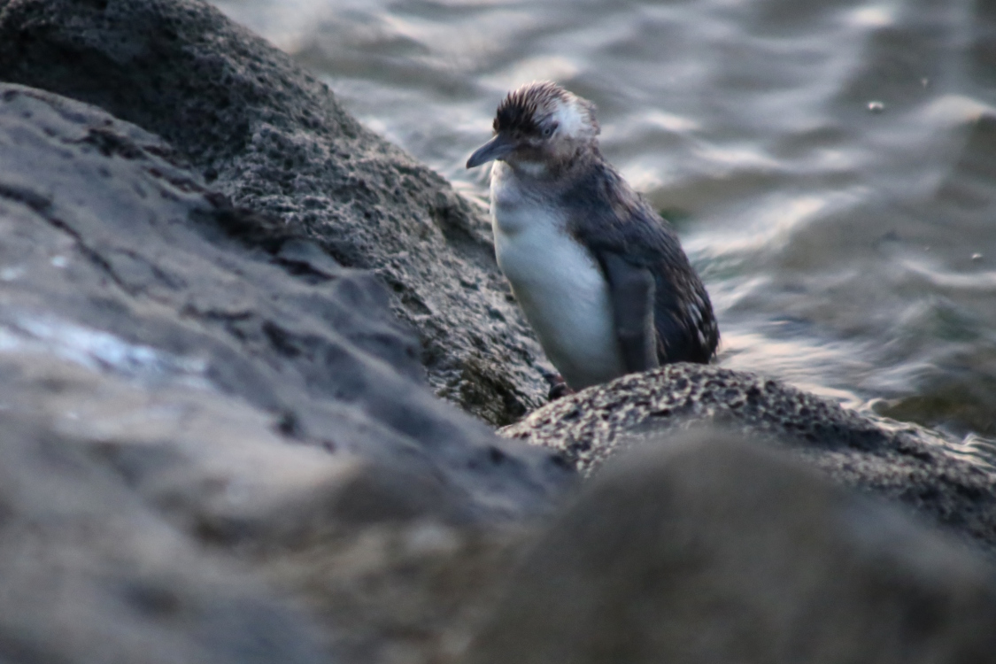 Melbourne.
Port Kilda.
On a enfin vu des pingouins ! Il est indiquÃ© qu'il peut en y avoir un millier. On en a vu 4 ... c'est dÃ©jÃ  Ã§a !