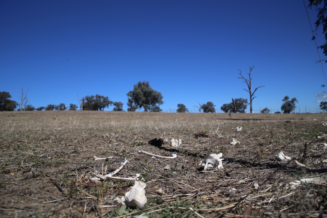 On the road.
Entre Melbourne et Sydney.
La vie est parfois sauvage ...