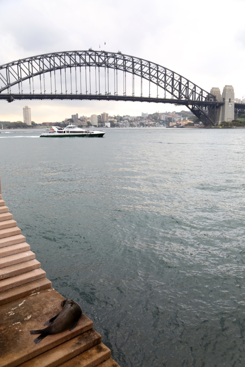 Sydney.
Au pied de l'opÃ©ra, un phoque se repose face au Harbour bridge.