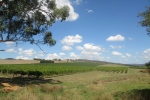 Yarra valley.
Cette vallée à l'Est de Melbourne est réputée pour ses vins à base de Chardonnay et de Pinot noir.
C'est ici qu'a débuté l'aventure du vin dans l'état du Victoria. De quoi exciter nos papilles ...