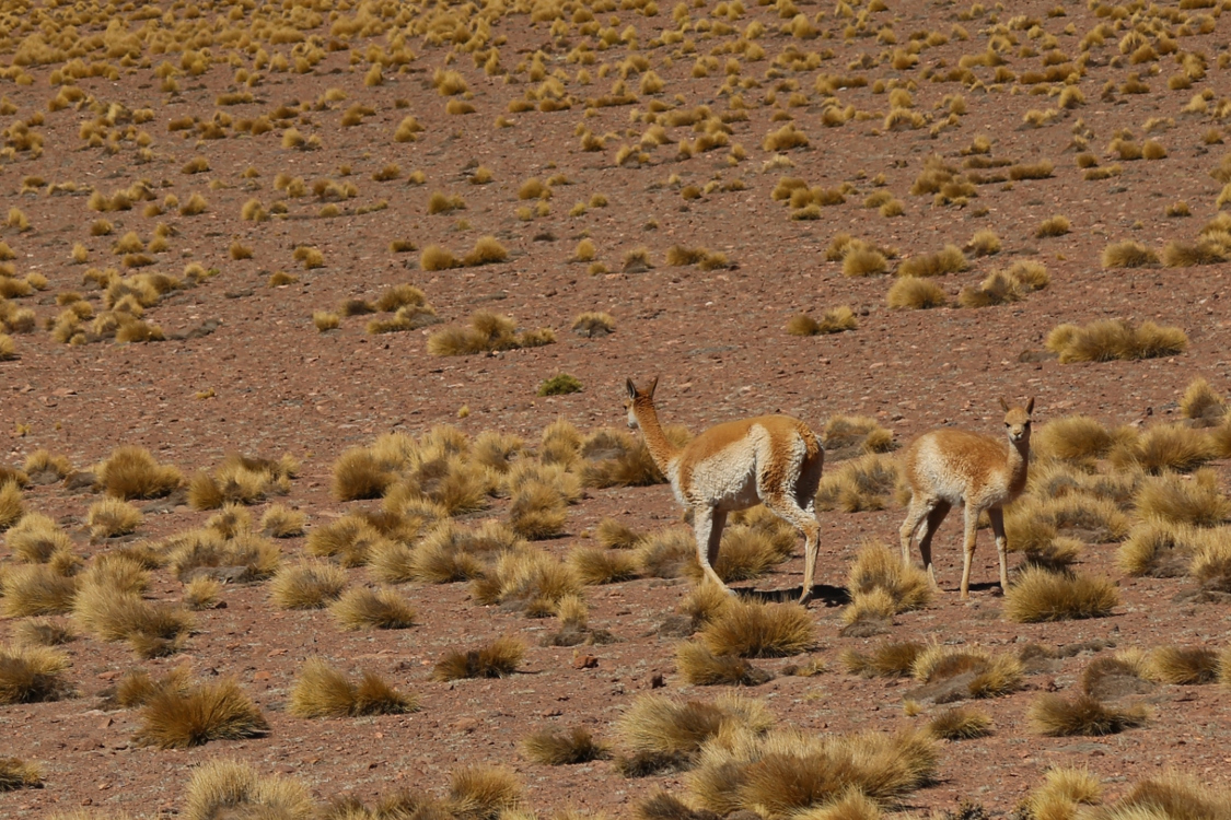 Altiplano.
On croise rÃ©guliÃ¨rement des vigognes.