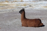 Altiplano.
Enfin des lamas !!!
On voit beaucoup de vigognes (qui restent sauvages), mais on ne voyait pas de lamas.
C'est chose faite (et on ne s'est même pas fait cracher dessus !).