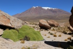 Altiplano.
L'Azoella compacta est une plante de l'altiplano très étonnante, poussant d'environ 1mm par an, et pouvant vivre 3000 ans !
Elle était utilisée comme combustible (et par là haut, il n'y a pratiquement rien d'autre pour faire un feu !), mais elle est maintenant protégée.