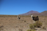 Altiplano.
Les habitants vivent principalement de la culture du quinoa et de l'élevage des lamas. Il parait que sa viande est très bonne ...
