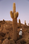 Salar d'Uyuni.
Isla del Pescado.
Les cactus peuvent atteindre 10m de hauteur, et vivre plus de 1000 ans.