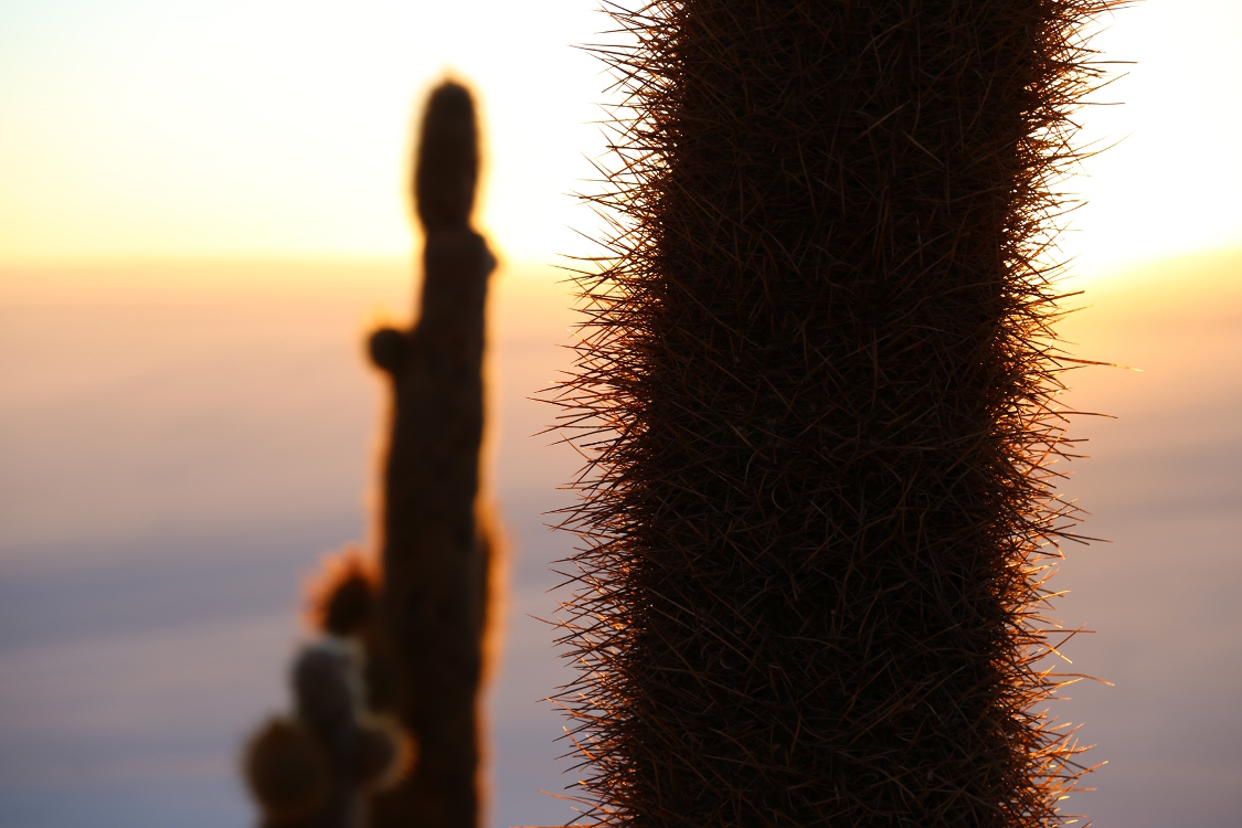 Salar d'Uyuni.
Isla del Pescado.
Ne pas toucher !