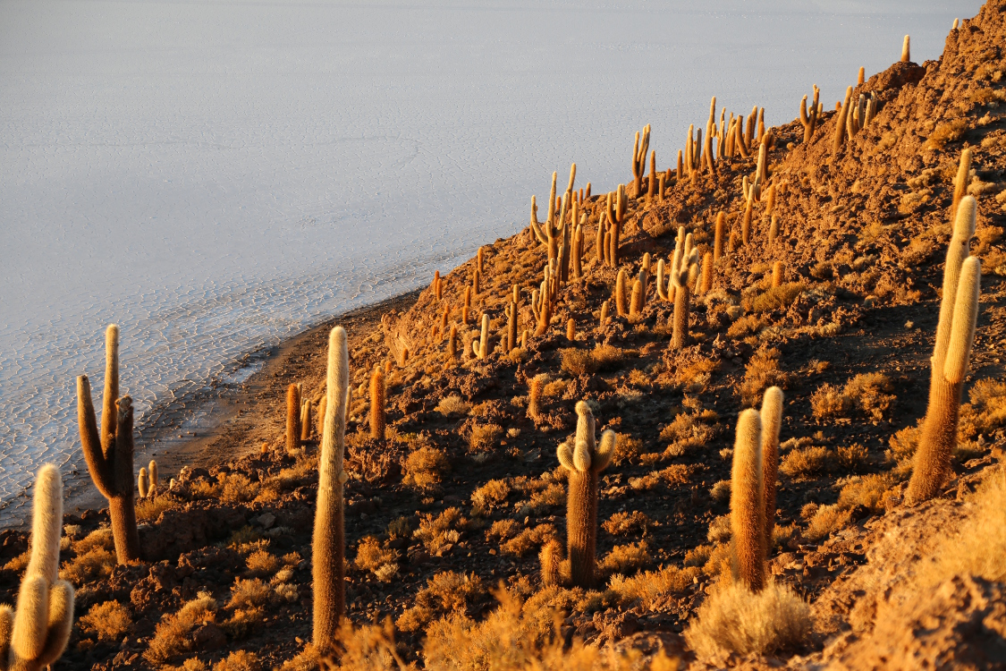 Salar d'Uyuni.
Isla del Pescado.