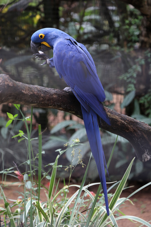 Foz do IguaÃ§u.
Autant Romain voulait aller voir des Hobbits en Nouvelle ZÃ©lande, autant Fanny voulait voir Blue et ses amis du dessin animÃ© RIO.
Et bien c'est chose faite avec ce magnifique ara bleu !!!