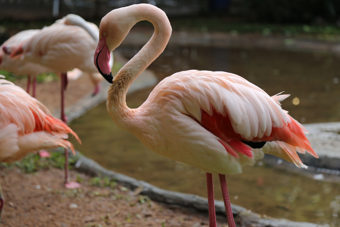 Foz do IguaÃ§u.
On a un peu trichÃ© en allant dans un parc ornithologique en pleine forÃªt tropicale plutÃ´t que courir dans la jungle avec une hypothÃ©tique chance de voir un oiseau ...
