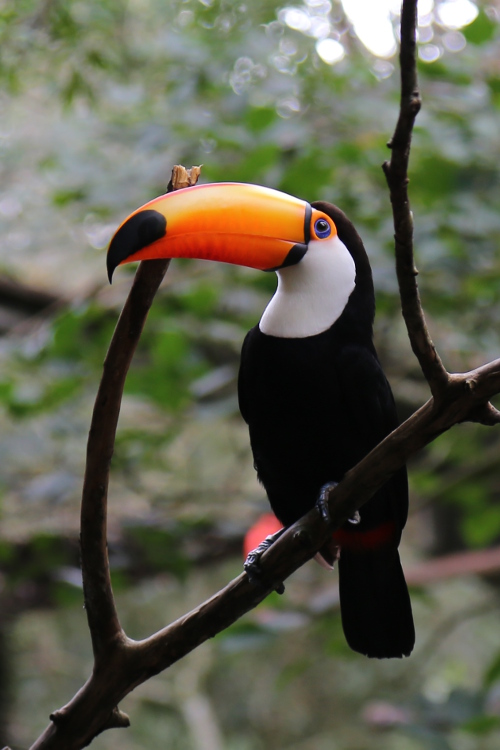 Foz do IguaÃ§u.
Le toucan, notre prÃ©fÃ©rÃ© ! Il est vraiment trop beau !
