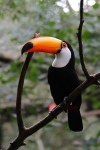 Foz do Iguaçu.
Le toucan, notre préféré ! Il est vraiment trop beau !