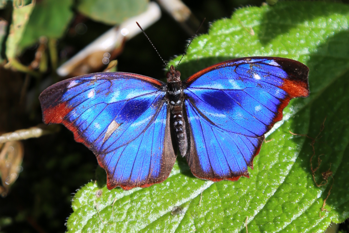 Foz do IguaÃ§u.
Les papillons du coin ont vraiment de belles couleurs.
