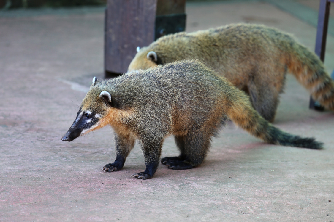 Argentine.
Parque Nacional IguazÃº.
Le parc abrite des coatis en nombre qui ne pensent qu'Ã  une seule chose : chiper la nourriture des touristes.