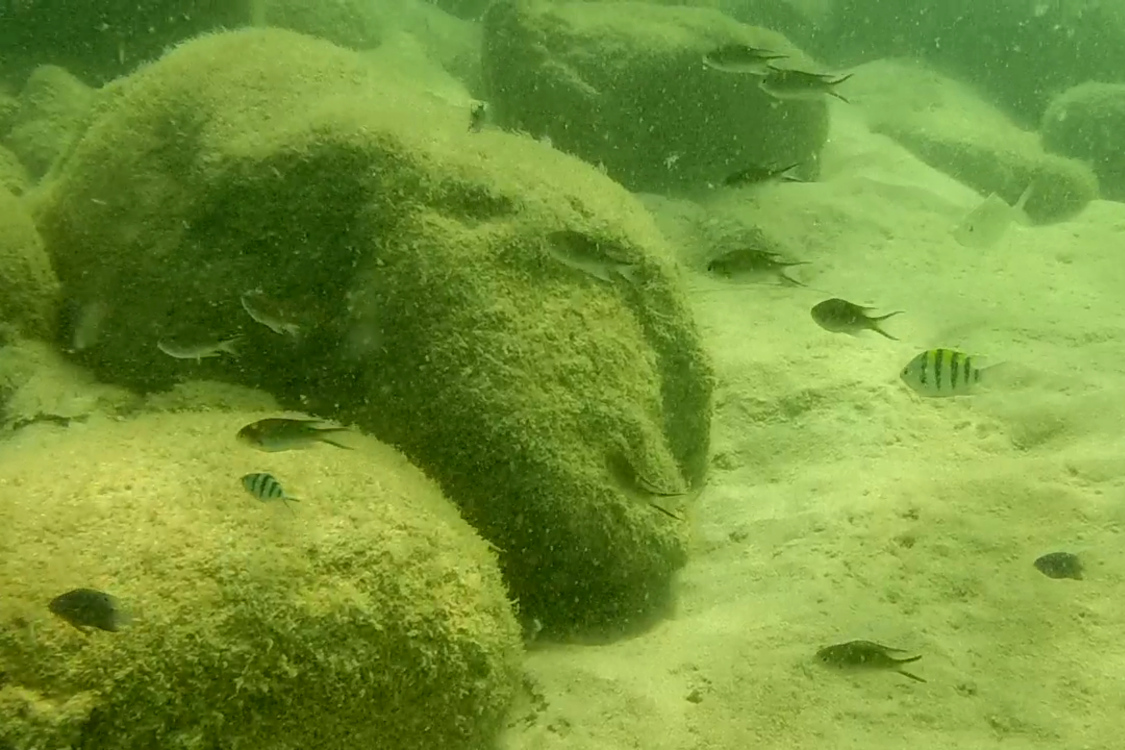 Koh Rong Samloen.
DÃ©couverte du snorkeling...