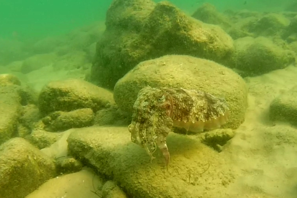 Koh Rong Samloen.
DÃ©couverte du snorkeling...