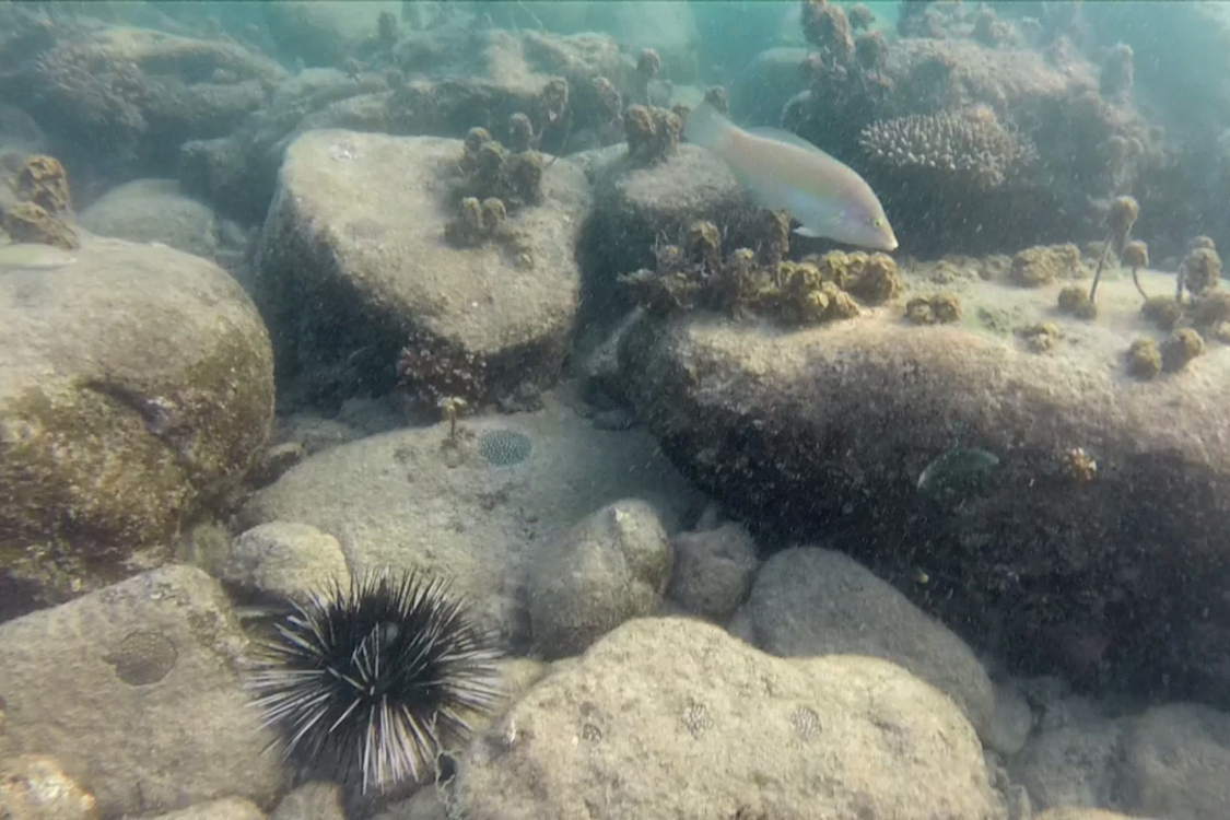 Koh Rong Samloen.
DÃ©couverte du snorkeling...
