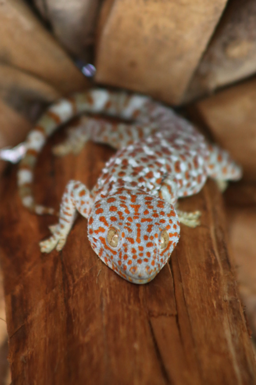 Koh Tonsay.
Un magnifique Gekko surveille nos hamacs...