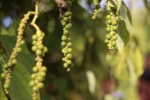 Environs de Kep.
Les grains de poivre deviennent rouges quand ils arrivent à maturité. Les paysans ramassent les grappes dès que quelques grains sont rouges.
Cela se fait sur 2 ou 3 mois.
Les grains verts vont sécher au soleil et donner du poivre noir
(ou gris quand il est moulu).
Les grains rouges donneront le poivre rouge, ou blanc si l'on retire l'écorce.