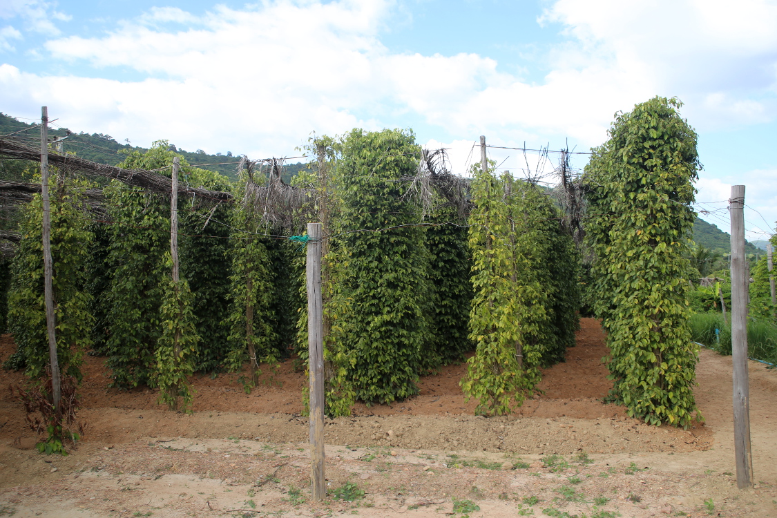 Environs de Kep.
Jusqu'Ã  la premiÃ¨re rÃ©colte, la plante pousse pendant 3 ans. La durÃ©e de vie d'un plant de poivre est de 30 ans maximum.