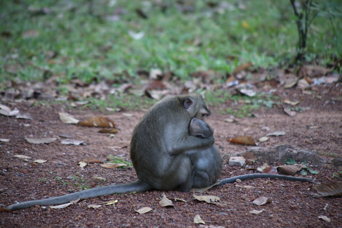 Angkor.
Rencontre avec les singes !
