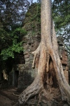 Angkor.
Temple Ta Phrom.