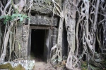 Angkor.
Temple Ta Phrom.