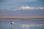 Laguna Chaxa, dans le salar d'Atacama.
