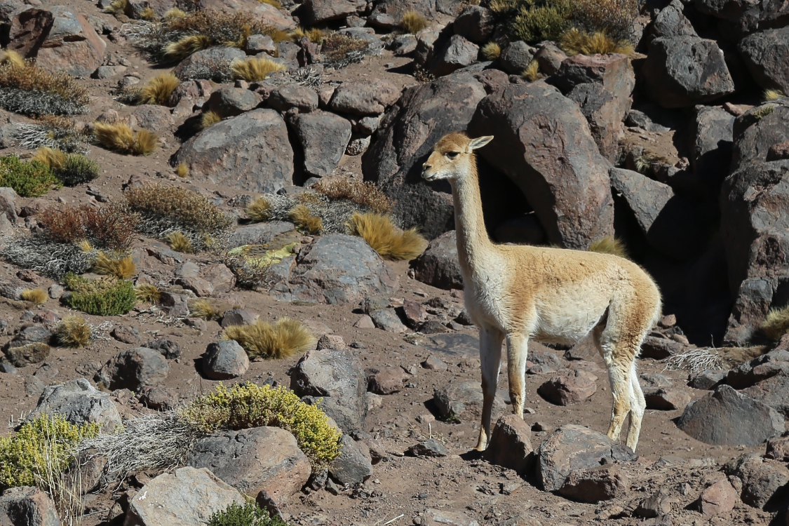 RÃ©gion de San Pedro de Atacama.
La vigogne fait partie de la famille des camÃ©lidÃ©s (comme le dromadaire !!!), et on ne la trouve que sur les hauts plateaux andins.